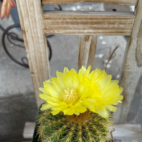 Meet your Posher, Sarah - Picture 1 of 1